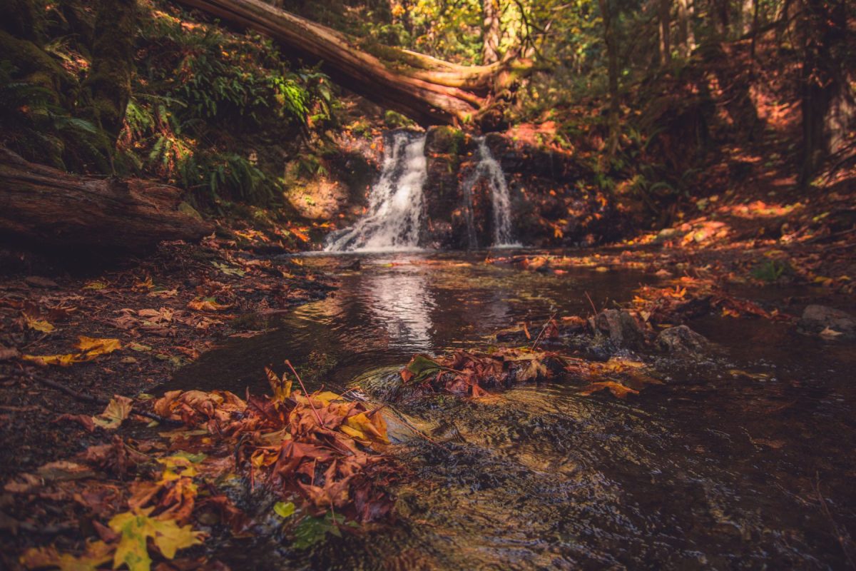 Fall nature scene on Orcas Island