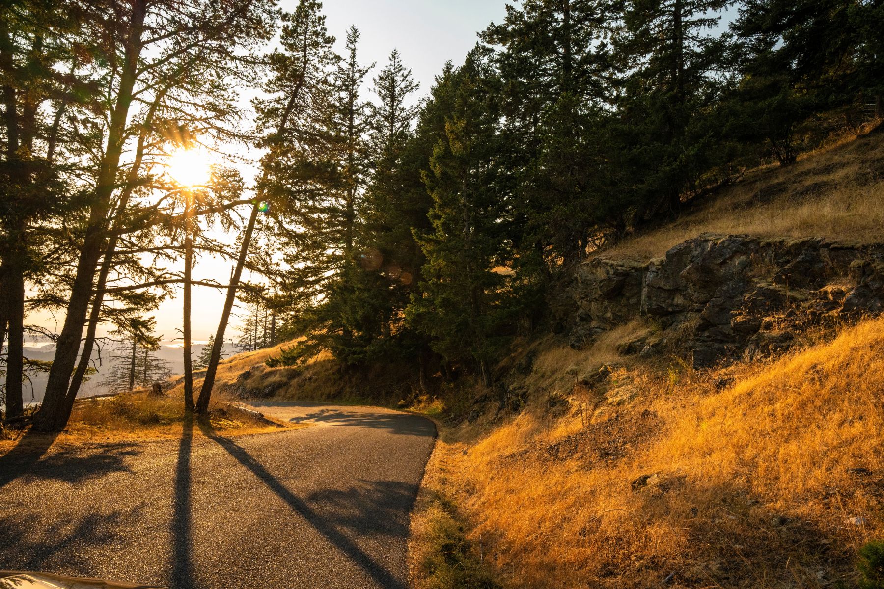 Sunlit winding mountain road beside a rocky hillside with tall pine trees during golden hour.